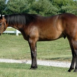 These Irons R Famous (Romo) - Out of Invitation To Fame (Owned by Seaside Farm LP)